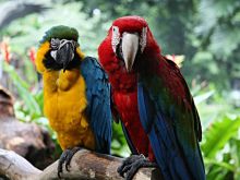 Papagaj të bukur Macaw, çifte meshkuj dhe femra