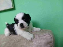 Qenush Shihtzu