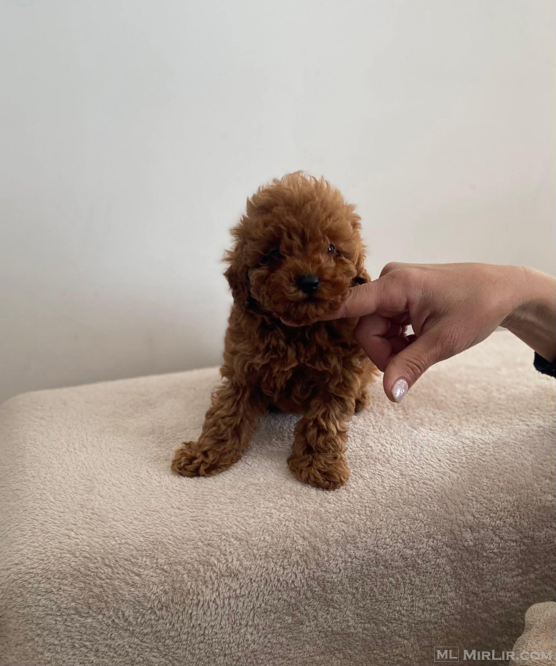 Toy Poodle
