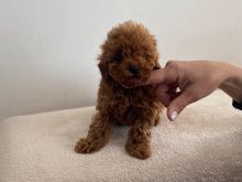 Toy Poodle
