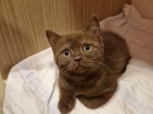 Shiten kotele british shorthair
