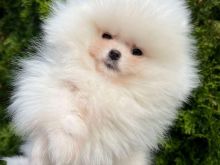 Pomeranian boo Tirane