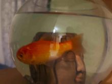 Gold fish, peshk