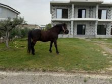 Shitet Kale 3500 Euro