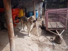 Pas Kangal