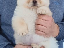 Shiten kelysh chow chow