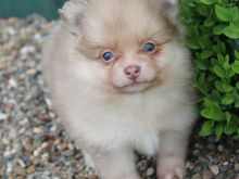 Pomeranian puppy 