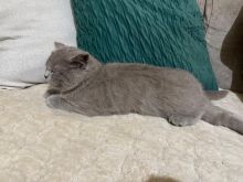 Shitet british shorthair