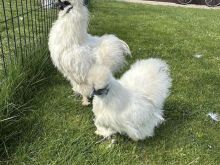 Pula Silkie.