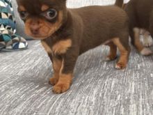 Këlyshë Chihuahua