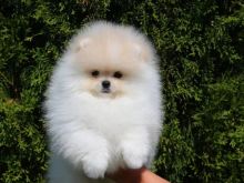 Pomeranian boo Tirane
