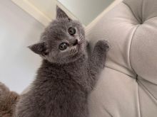 British Shorthair