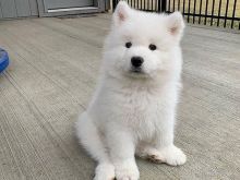 Këlyshë Samoyed