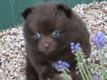 Pomeranian puppy