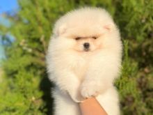 Pomeranian boo Tirane