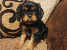 Këlyshët Cavalier King Charles Spaniel