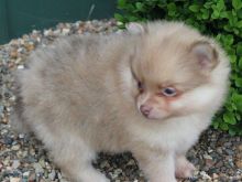 Pomeranian puppy