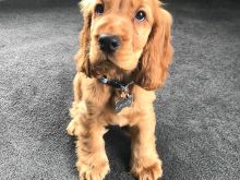 Këlyshët Cocker Spaniel
