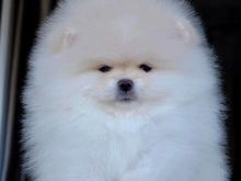 Pomeranian boo