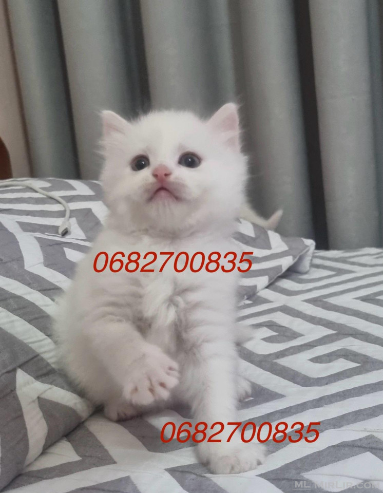 Shiten Mace Kotele Turkish Angora