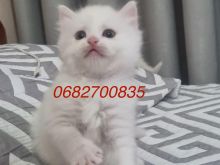 Shiten Mace Kotele Turkish Angora