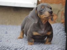 Këlyshët tanë të racës Dachshund