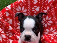 Këlyshë Boston Terrier