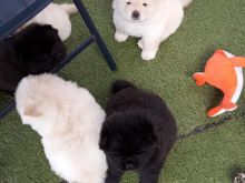 Këlyshë Chow Chow