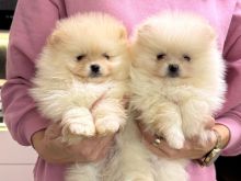 Pomeranian boo
