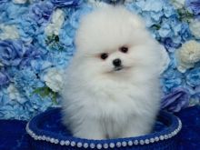 Pomeranian boo Tirane