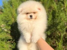 Pomeranian boo