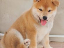 Shiba Inu Japonez