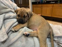Këlyshët Bullmastiff
