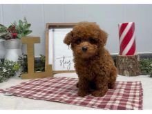 Toy Poodle