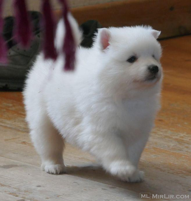 Këlyshët e racës Spitz Japonez