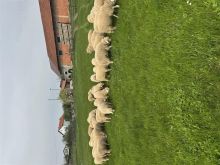 Kingja,