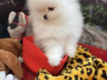 Qen Pomeranian boo