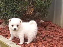 Qen bub ,,spitz\" Japonez