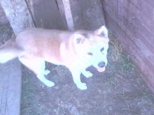  Akita Japaneze