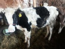 MSHTJERRA MISH BIO 