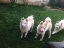 Samoyed