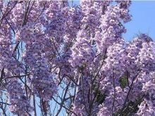 PAULOWNIA Druri i së ardhmes