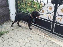 Qen roje Cane Corso