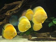 Akuarium-peshqi-diskus-discus