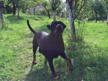 Shitet rottweiler femen