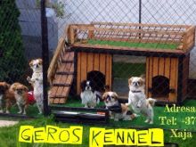Pekinizerat Geros Kennel Kultivorja e vetme ne RKS