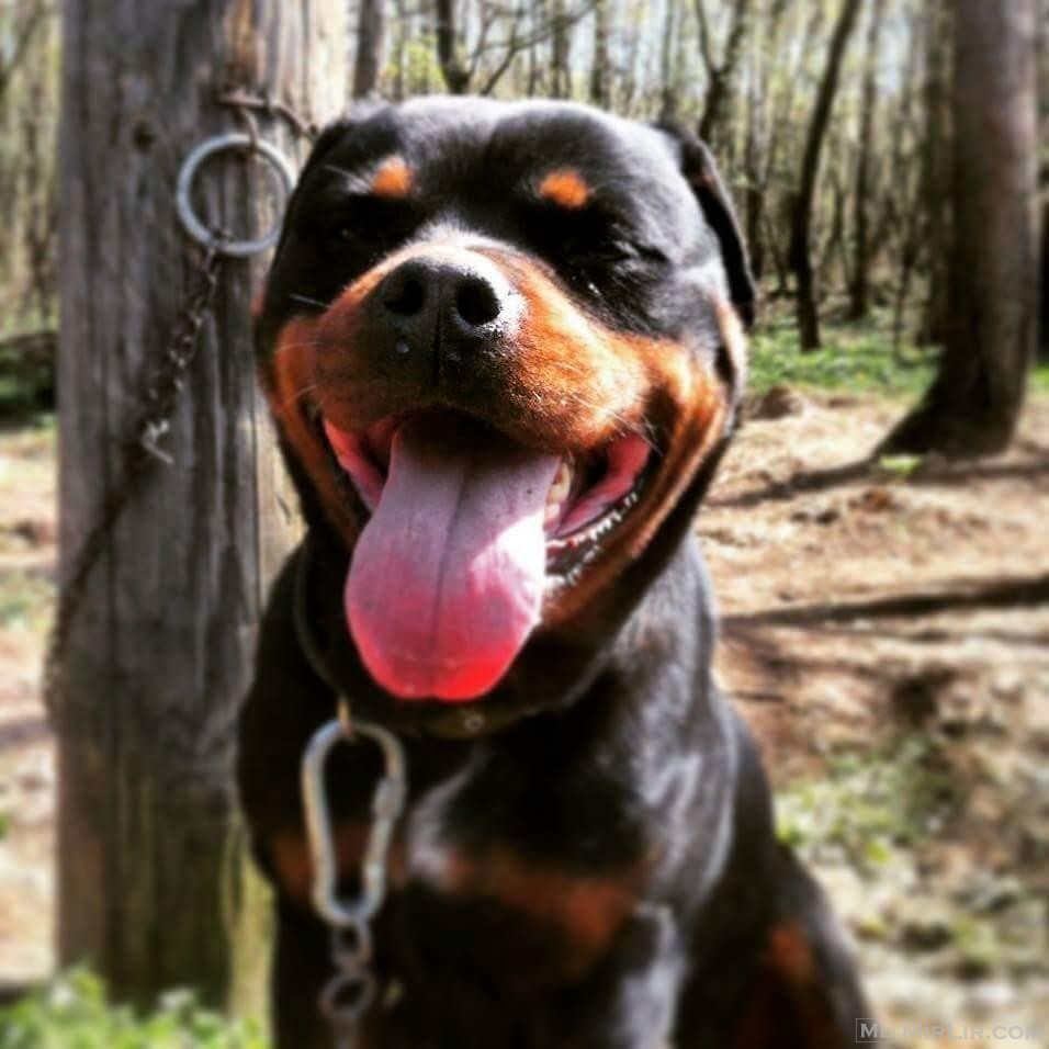 qift Rottweilers