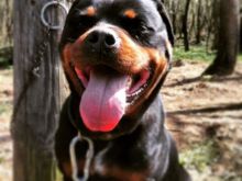 qift Rottweilers