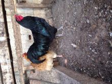 Shes gjela australorp