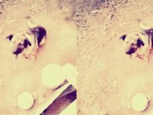 qen sharri